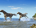 gallery-photo